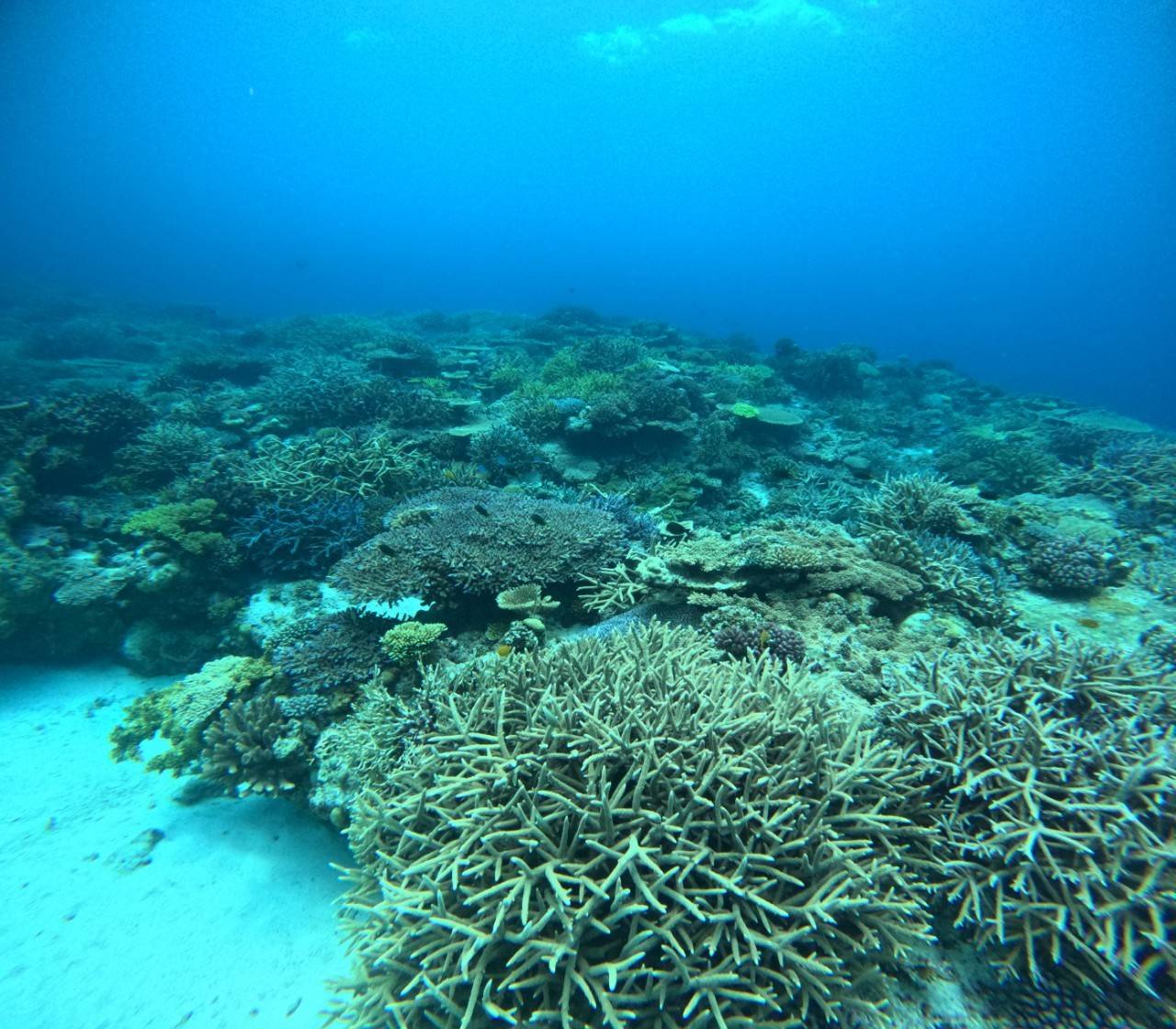 宜野湾沖の浅い海に広がる枝サンゴの群生