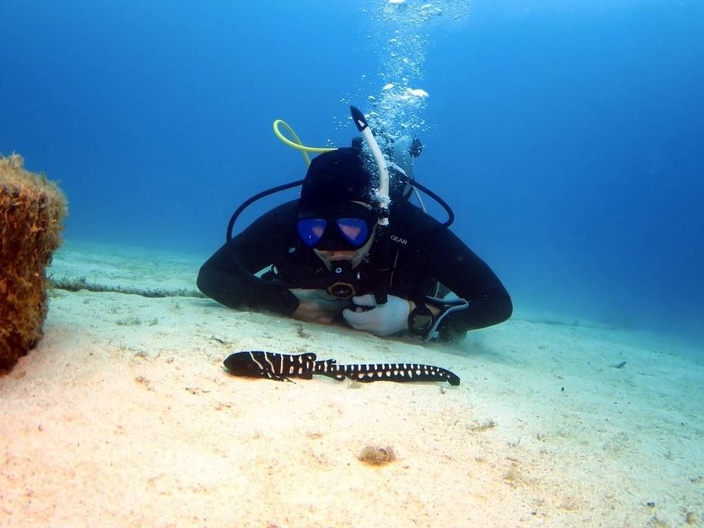 沖縄の海で生きものを観察するボス