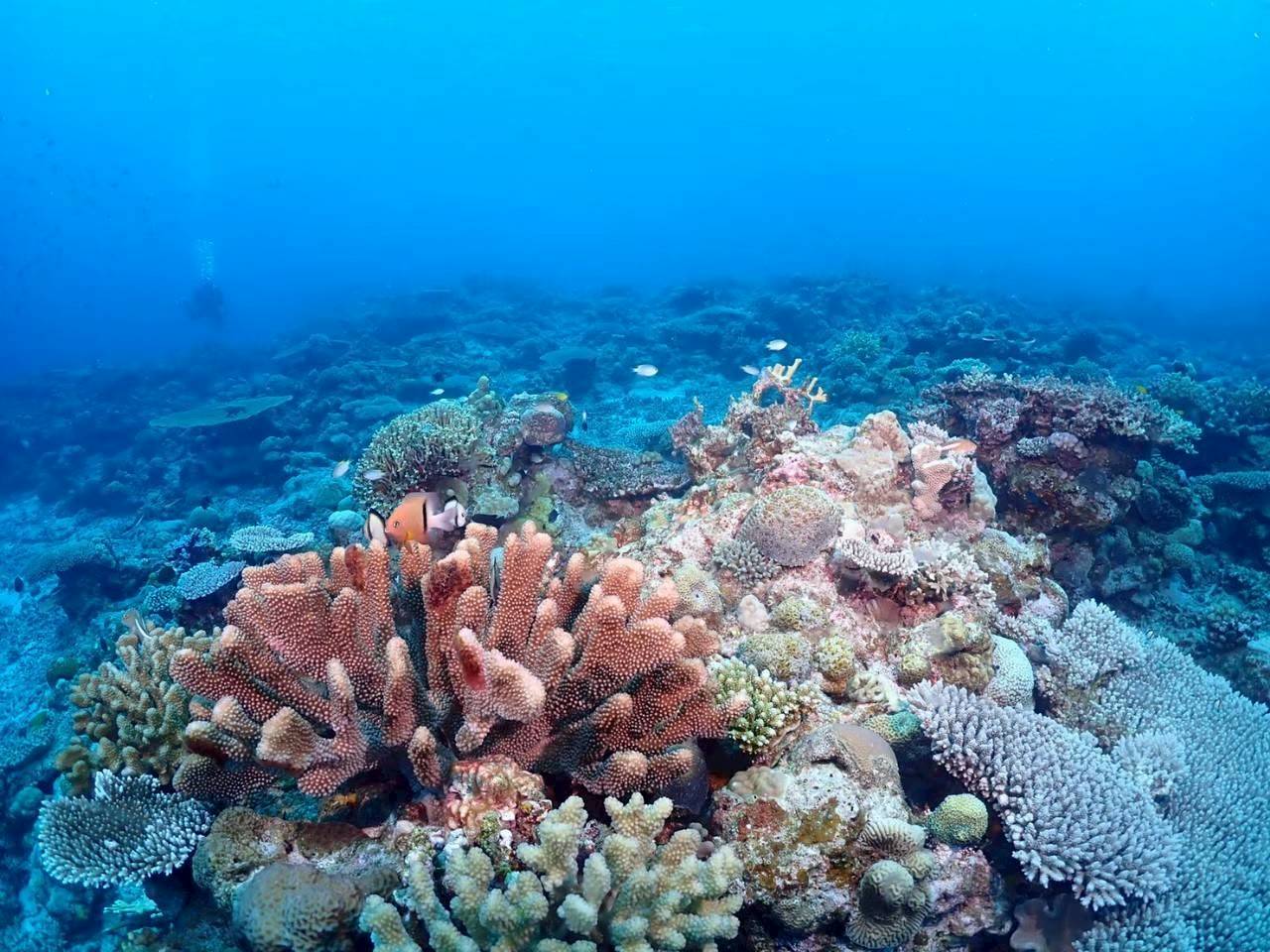 沖縄の色とりどりのサンゴ礁