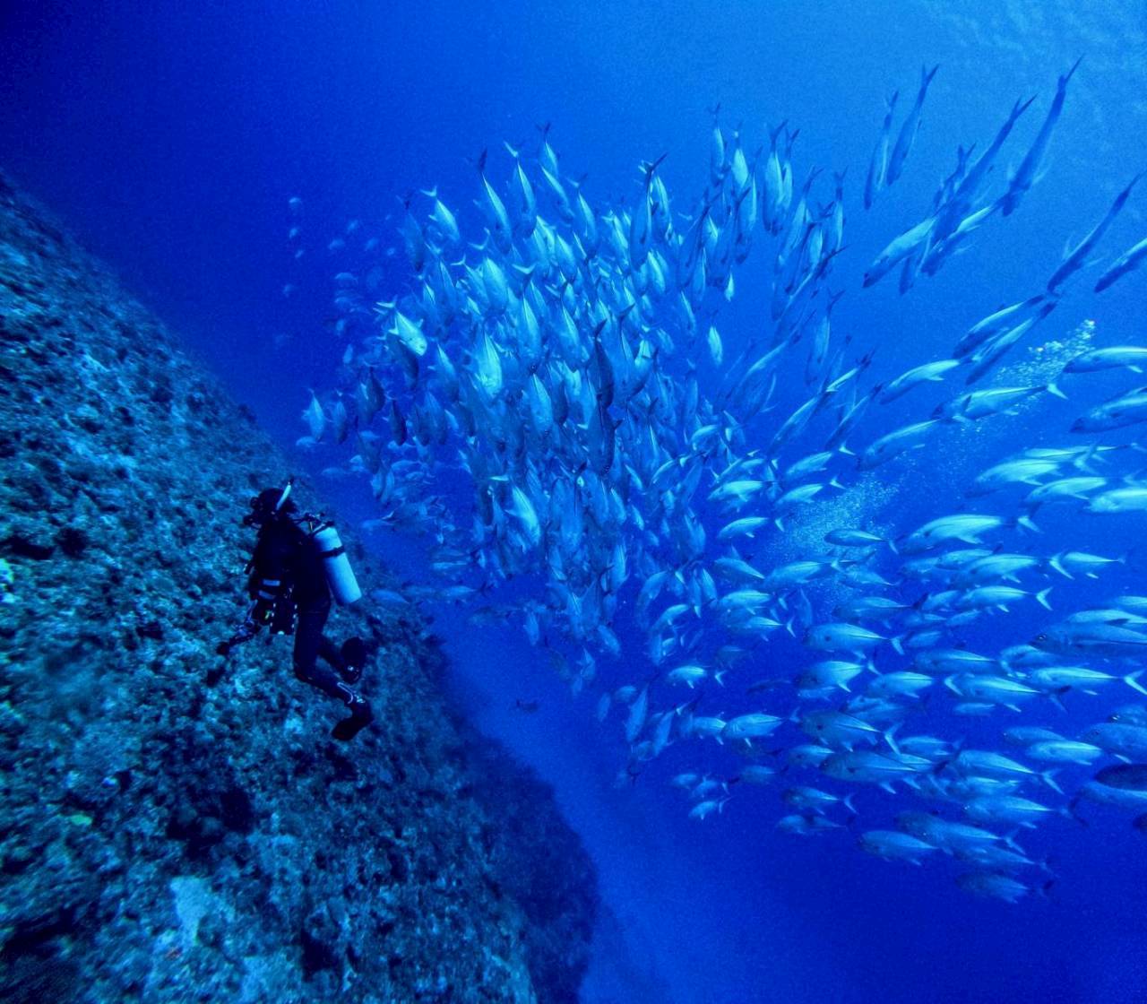 ドロップオフで魚群に囲まれるダイバー