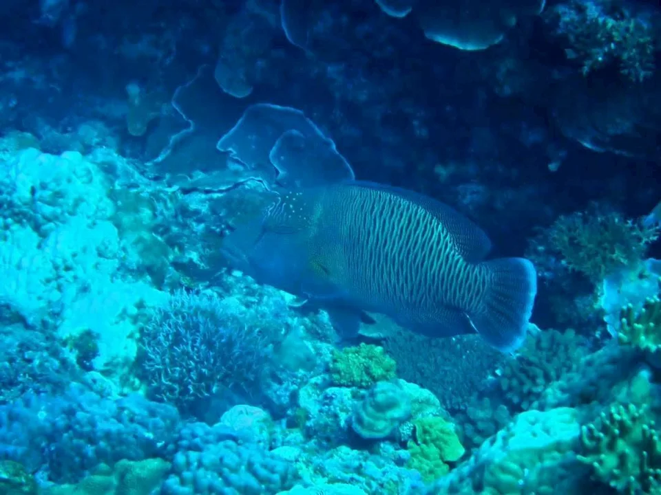 沖縄の海で出会った海の生きもの 11