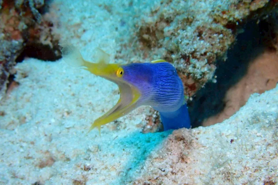 沖縄の海で出会った小さな海の生きもの 14