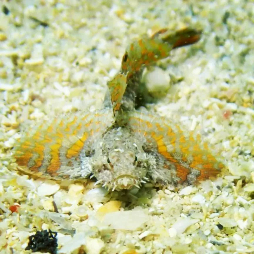沖縄の海で出会った小さな海の生きもの 21