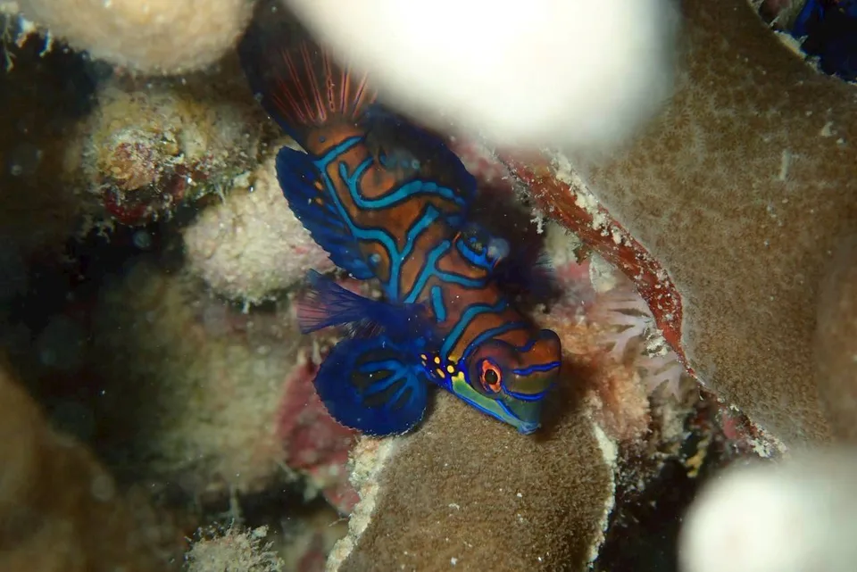 ニシキテグリ｜Marine Shipが沖縄の海で撮影