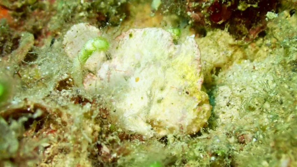 沖縄の海で出会った小さな海の生きもの 28