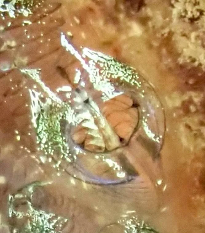 沖縄の海で出会った小さな海の生きもの 36