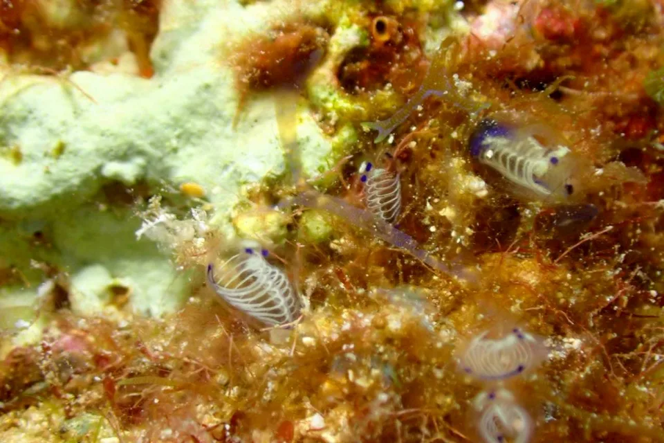 沖縄の海で出会った小さな海の生きもの 38