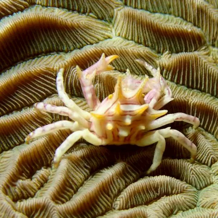 沖縄の海で出会った小さな海の生きもの 43