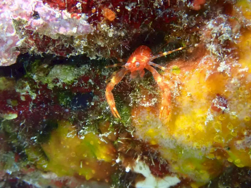沖縄の海で出会った小さな海の生きもの 50