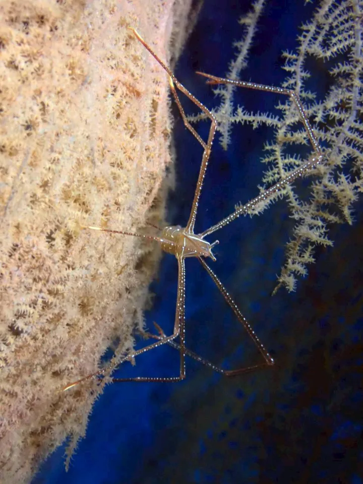 沖縄の海で出会った小さな海の生きもの 51