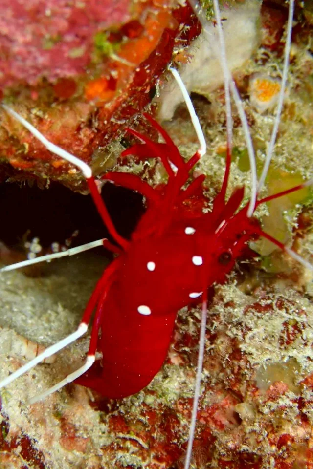 沖縄の海で出会った小さな海の生きもの 59