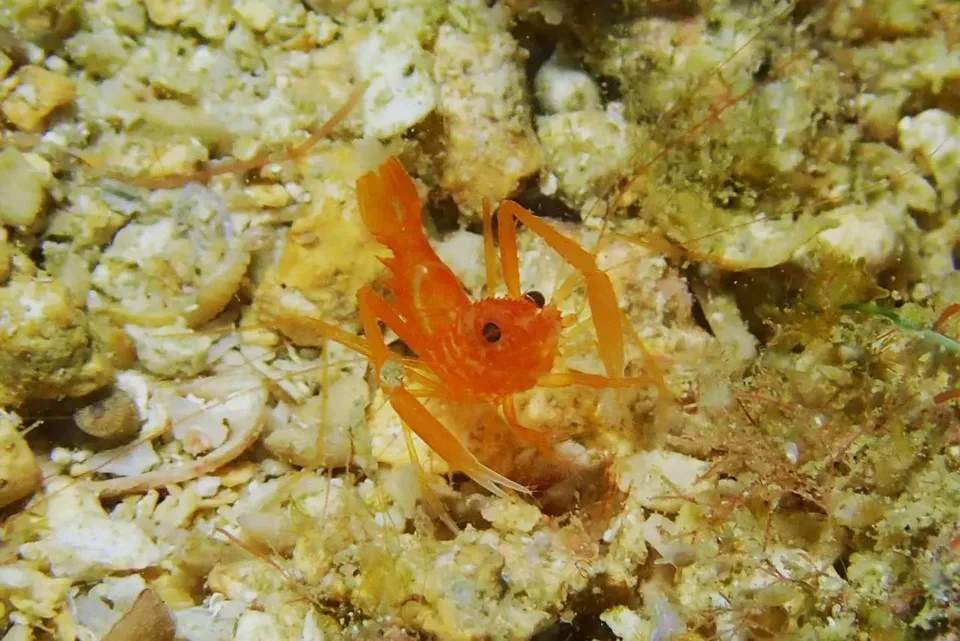 沖縄の海で出会った小さな海の生きもの 68