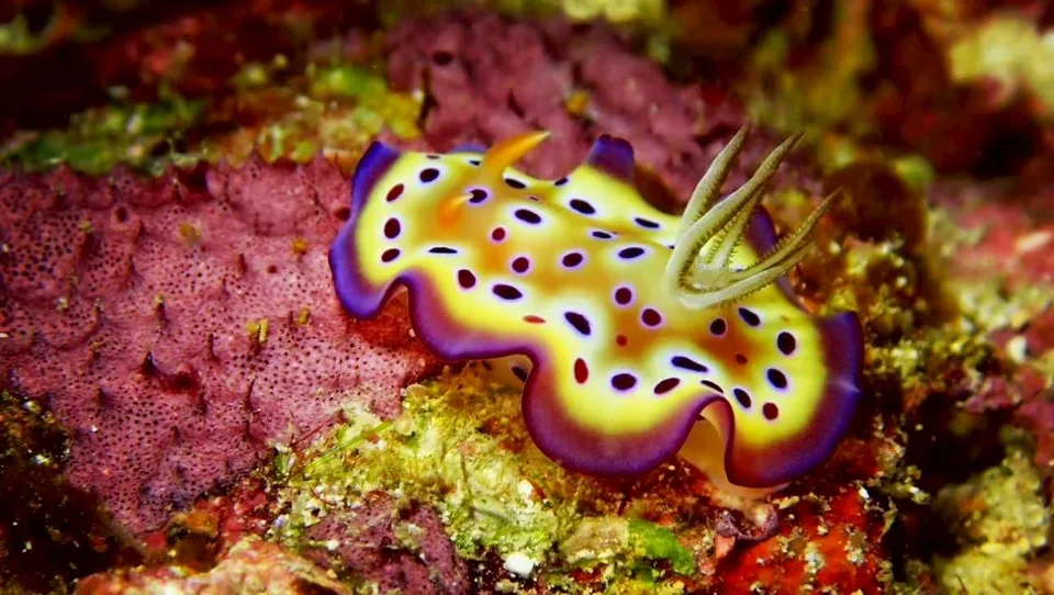 沖縄の海で出会ったウミウシ 78