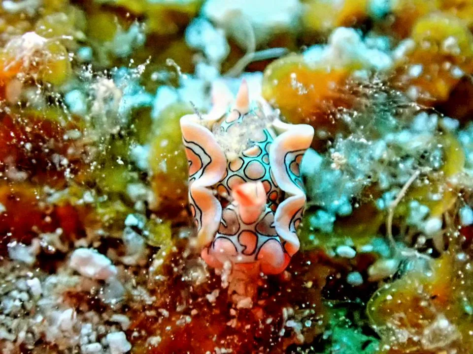沖縄の海で出会ったウミウシ 80