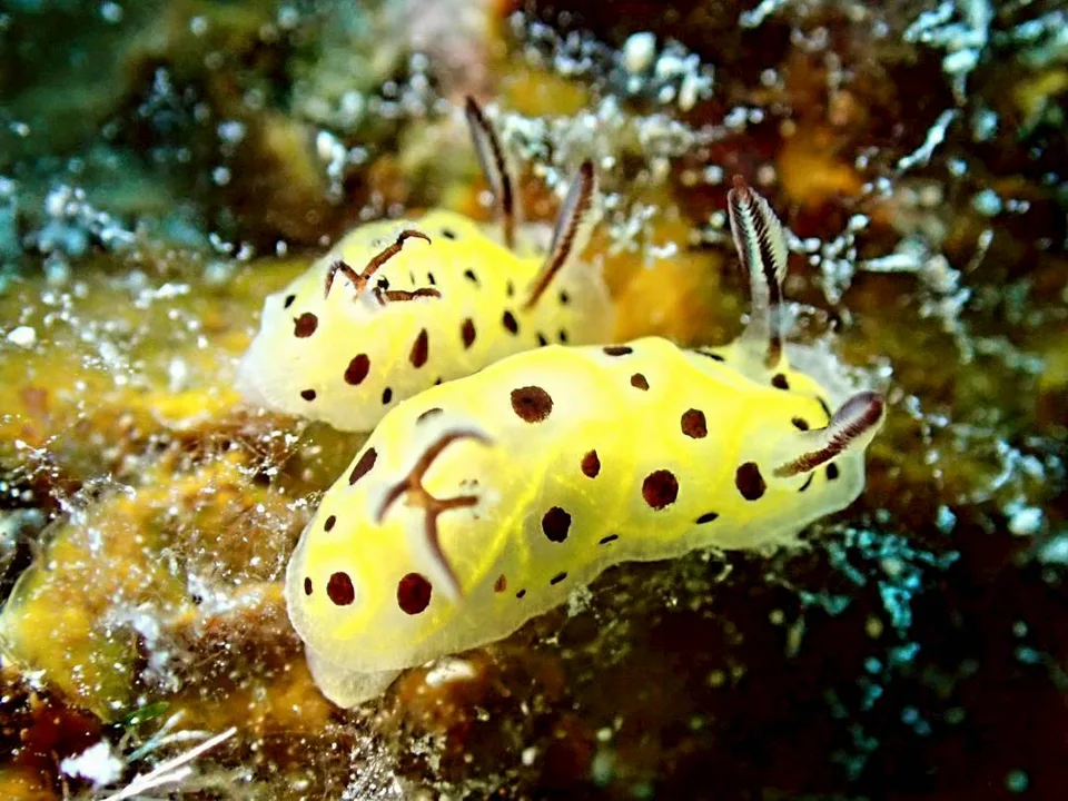 沖縄の海で出会ったウミウシ 83