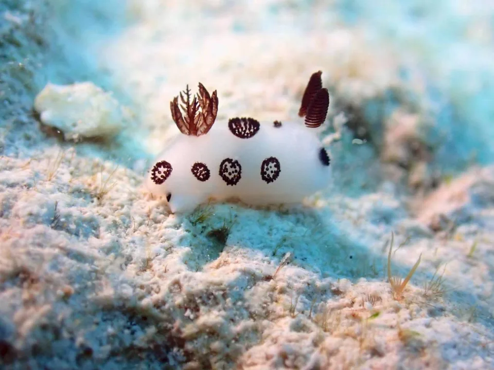 沖縄の海で出会ったウミウシ 84