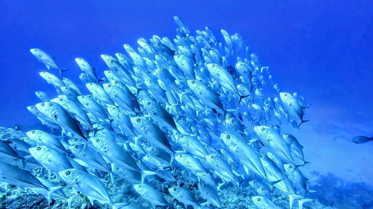 魚群