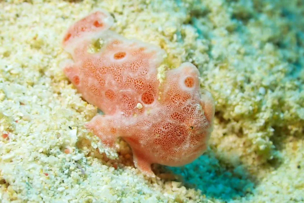 万座クロスラインの砂地で見つけたピンク色のカエルアンコウ
