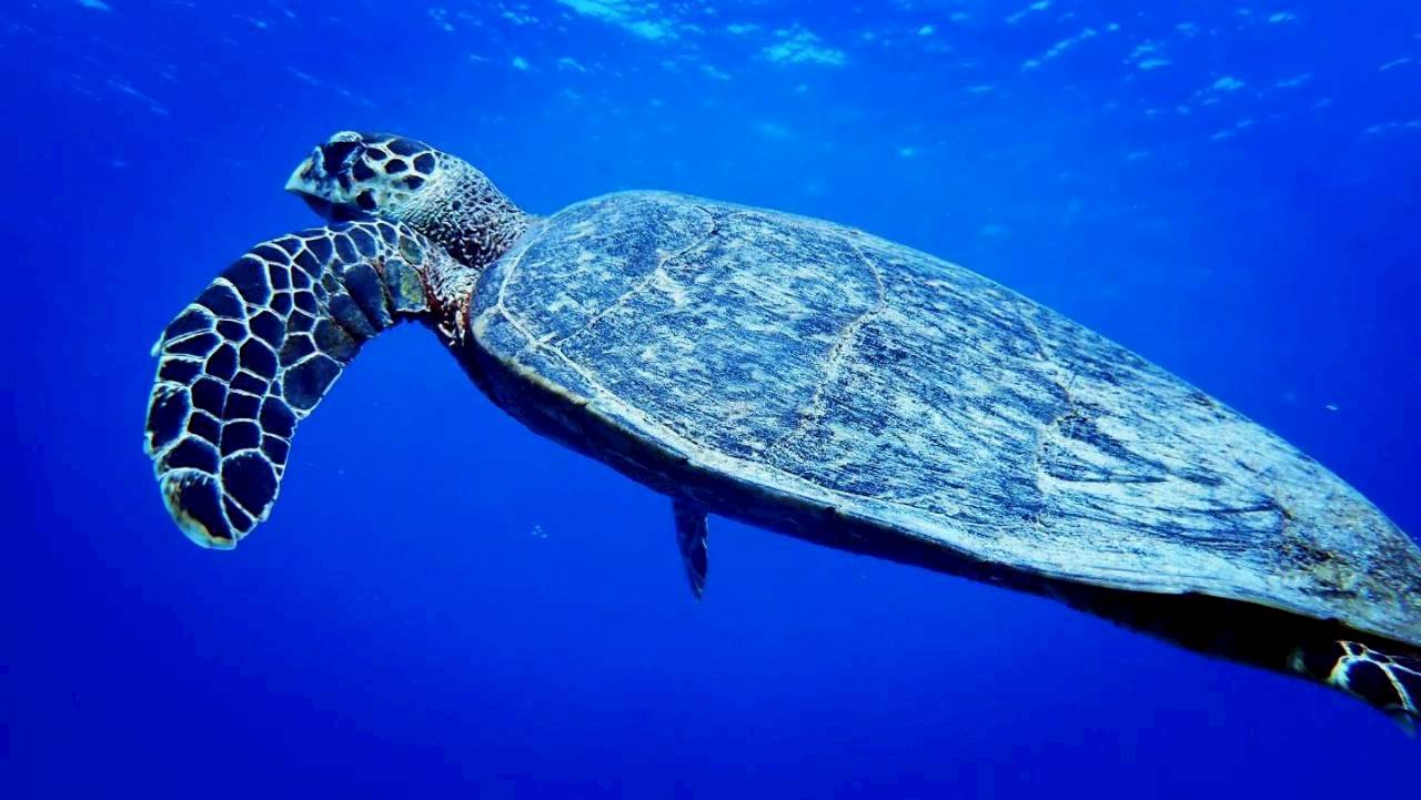 透明な青い海を泳ぐウミガメ